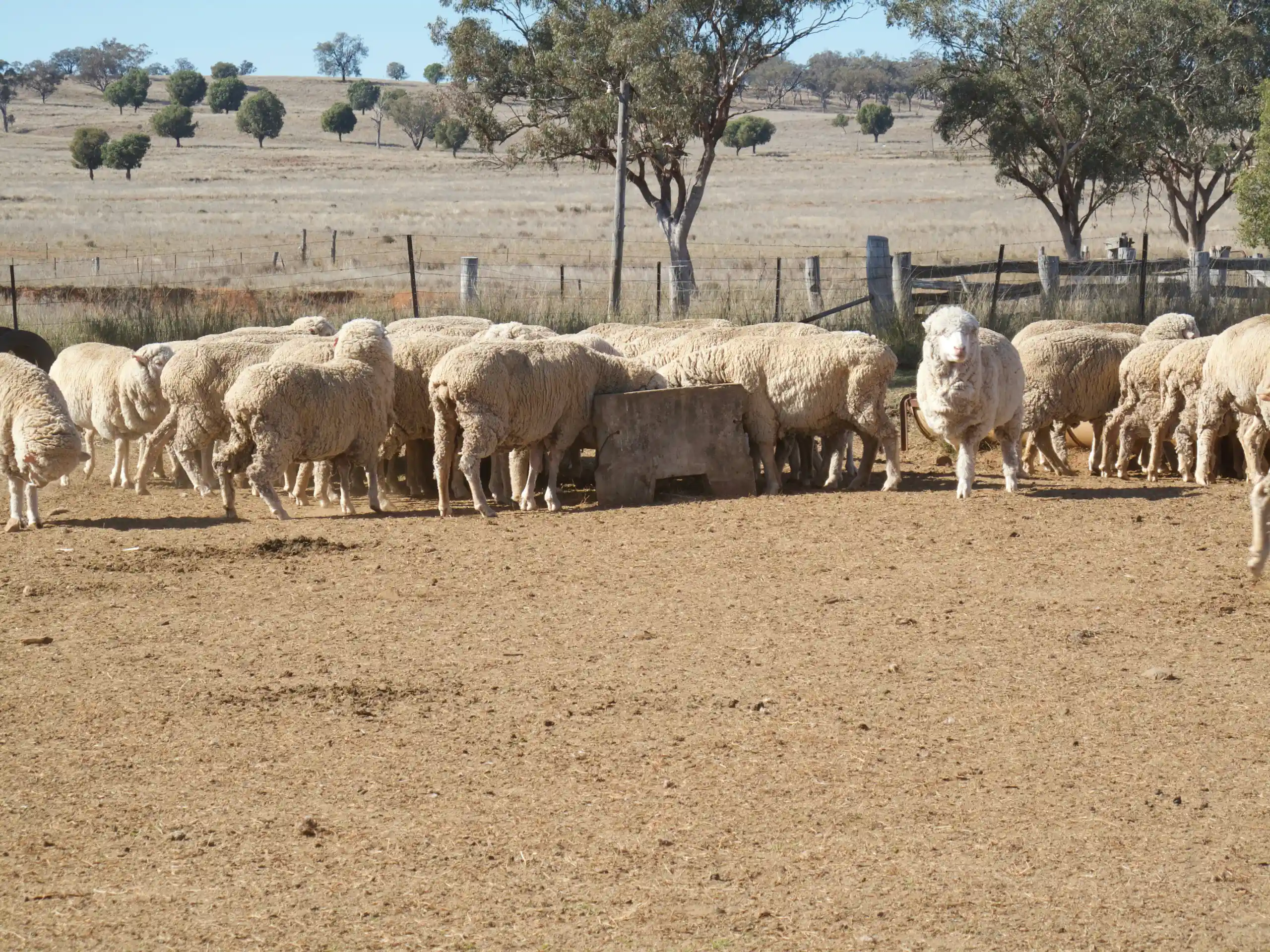 Pasture-raised, paddock to plate